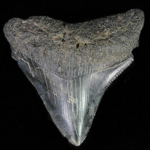 Juvenile Megalodon Tooth - Serrated Blade #62118